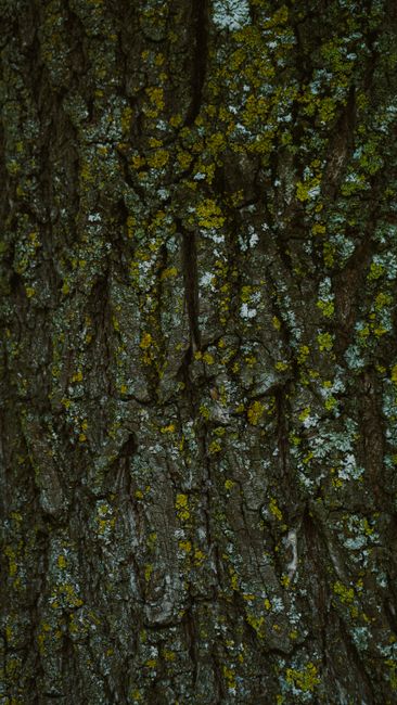 Detailed close-up of tree bark covered with vibrant lichens in natural surroundings.