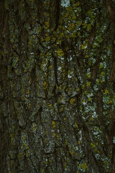 Detailed view of tree bark with colorful lichen in a natural setting.