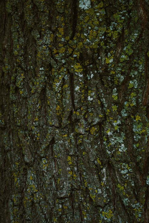 Free Detailed view of tree bark with colorful lichen in a natural setting. Stock Photo