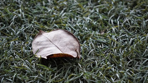 Close-up of a dry leaf on grass in Boquete, Panama. Natural autumn texture.