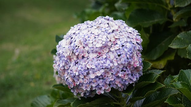 A stunning close-up of a purple hydrangea in Boquete, Panama.
