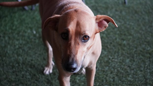 Close-up portrait of a dog on grass in Boquete, showcasing its expressive eyes.