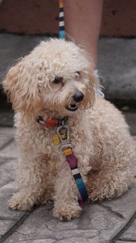 Charming poodle sitting on stone pavement with colorful leash in Boquete, Panama.