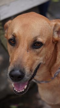 Adorable brown dog with warm eyes enjoying the outdoors in Boquete, Panama.