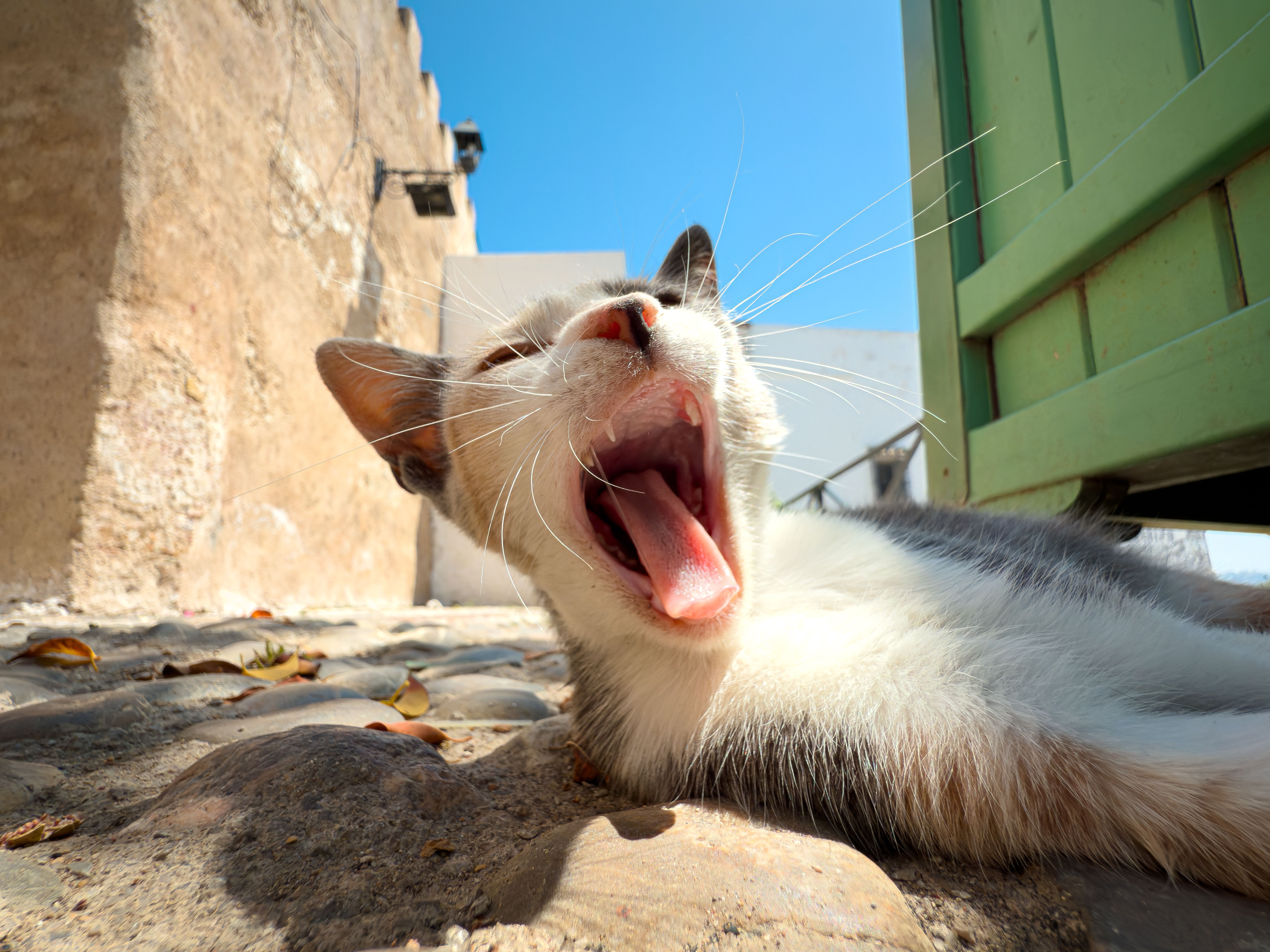 A relaxed street cat yawning under the sun on a cobblestone alley in Tangier, Morocco.