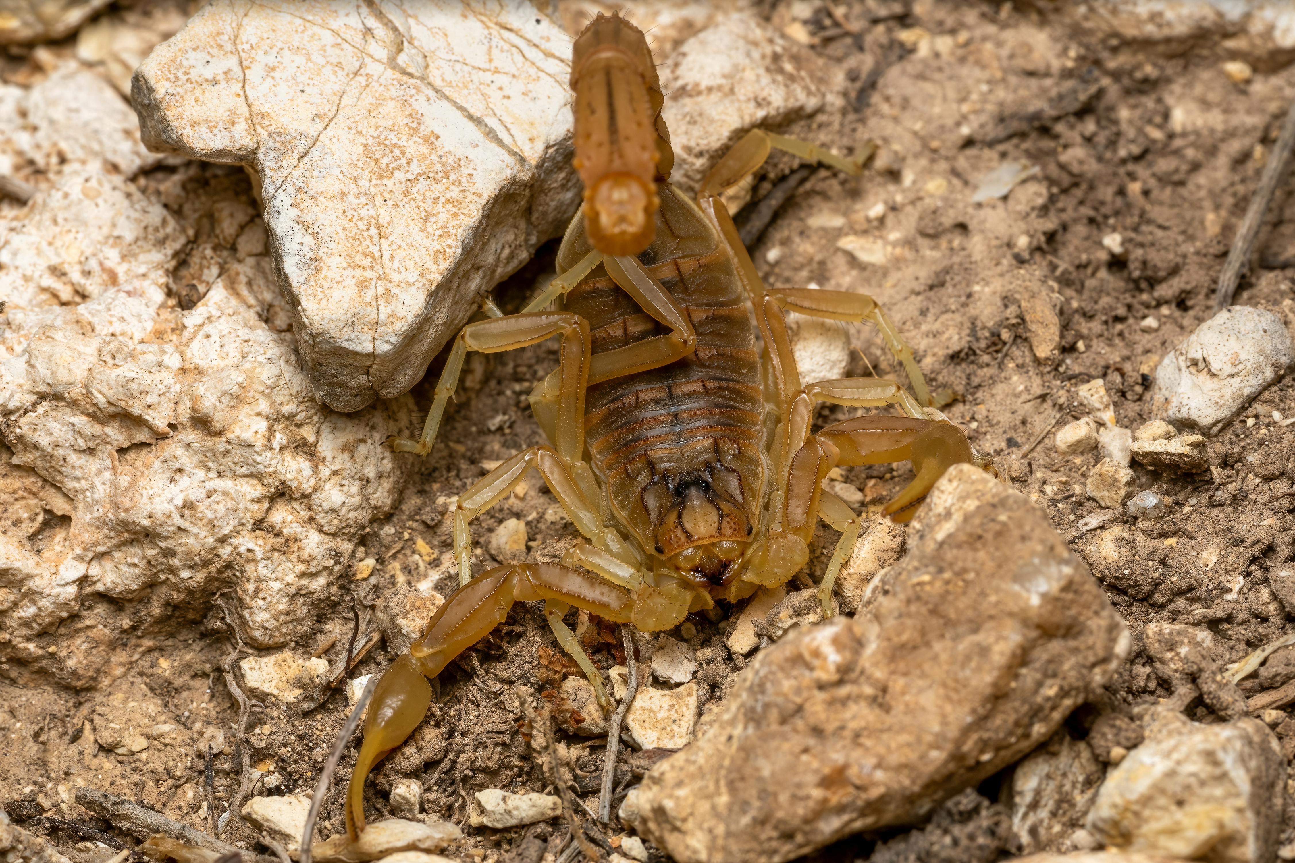 Highlander Scorpion Gearslinger close-up