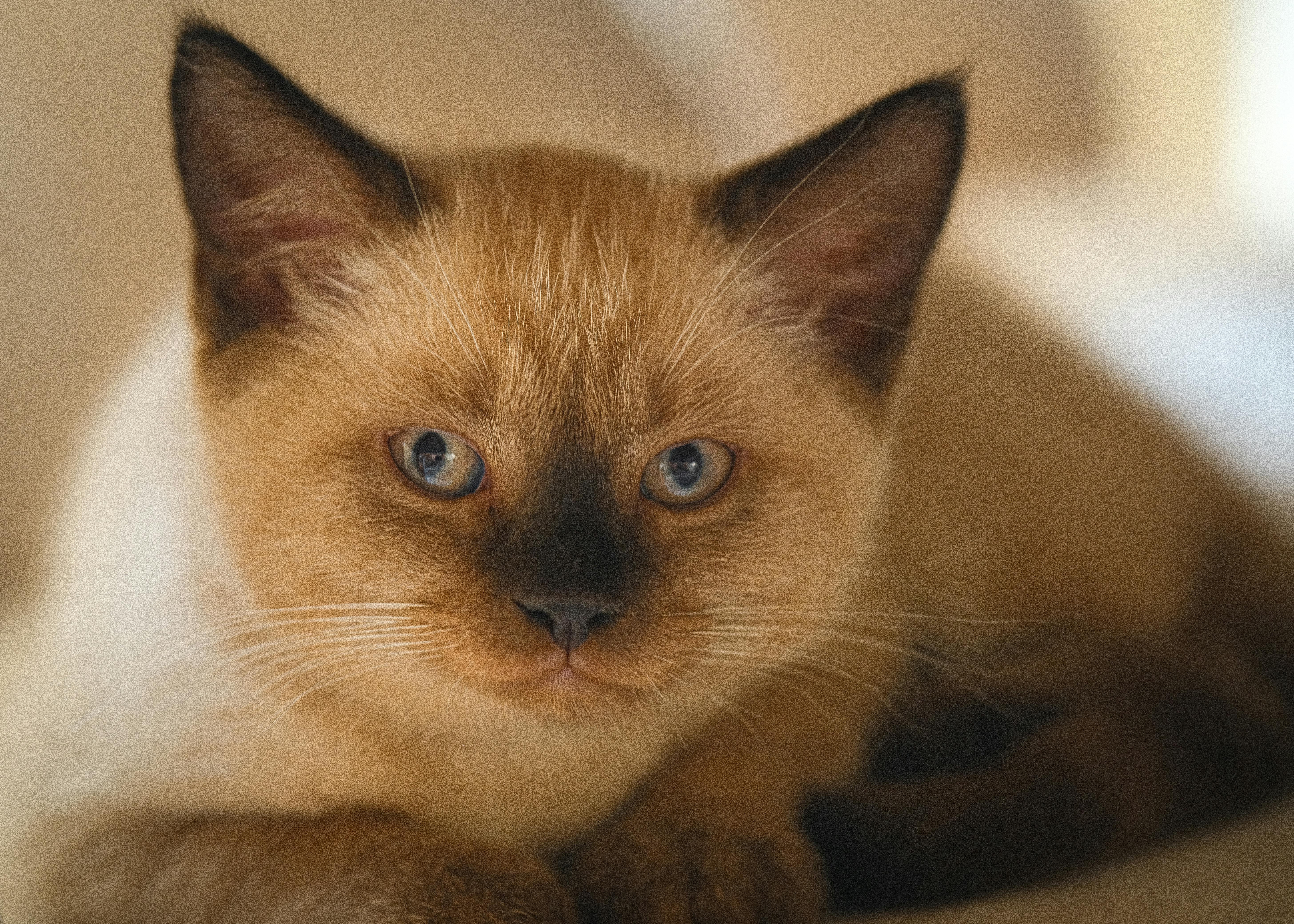 Close-up portrait of a Siamese kitten with blue eyes, showcasing soft fur tones.