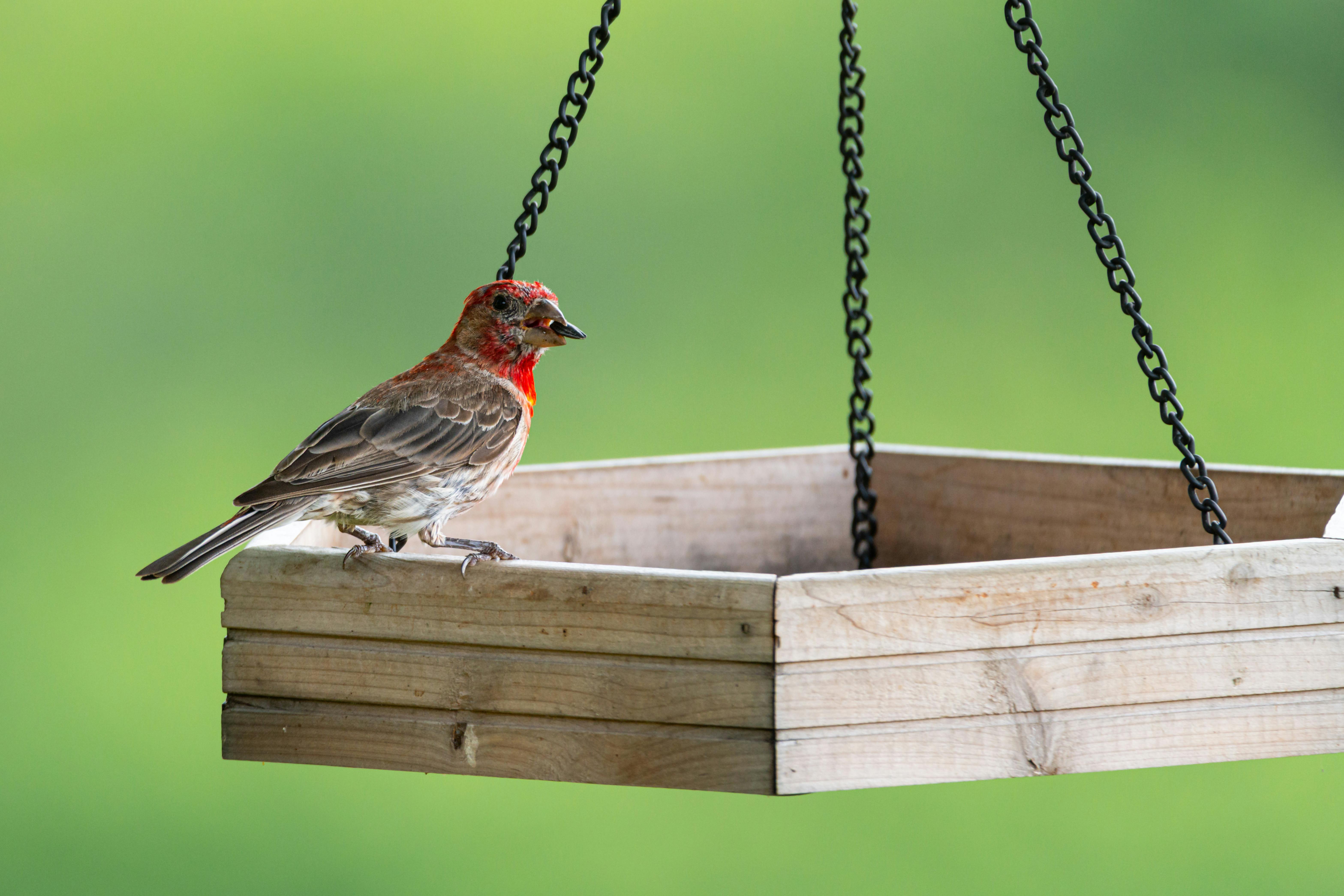 Birds Cost Analysis 2026: Maximize Your Feeder ROI