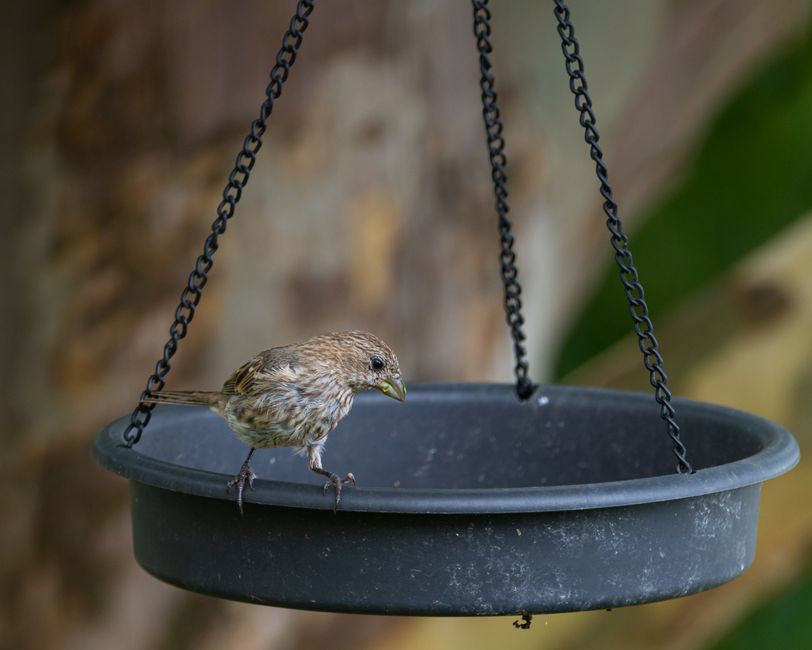A house finch stands on a hanging feeder in Canonsburg, Pennsylvania.
