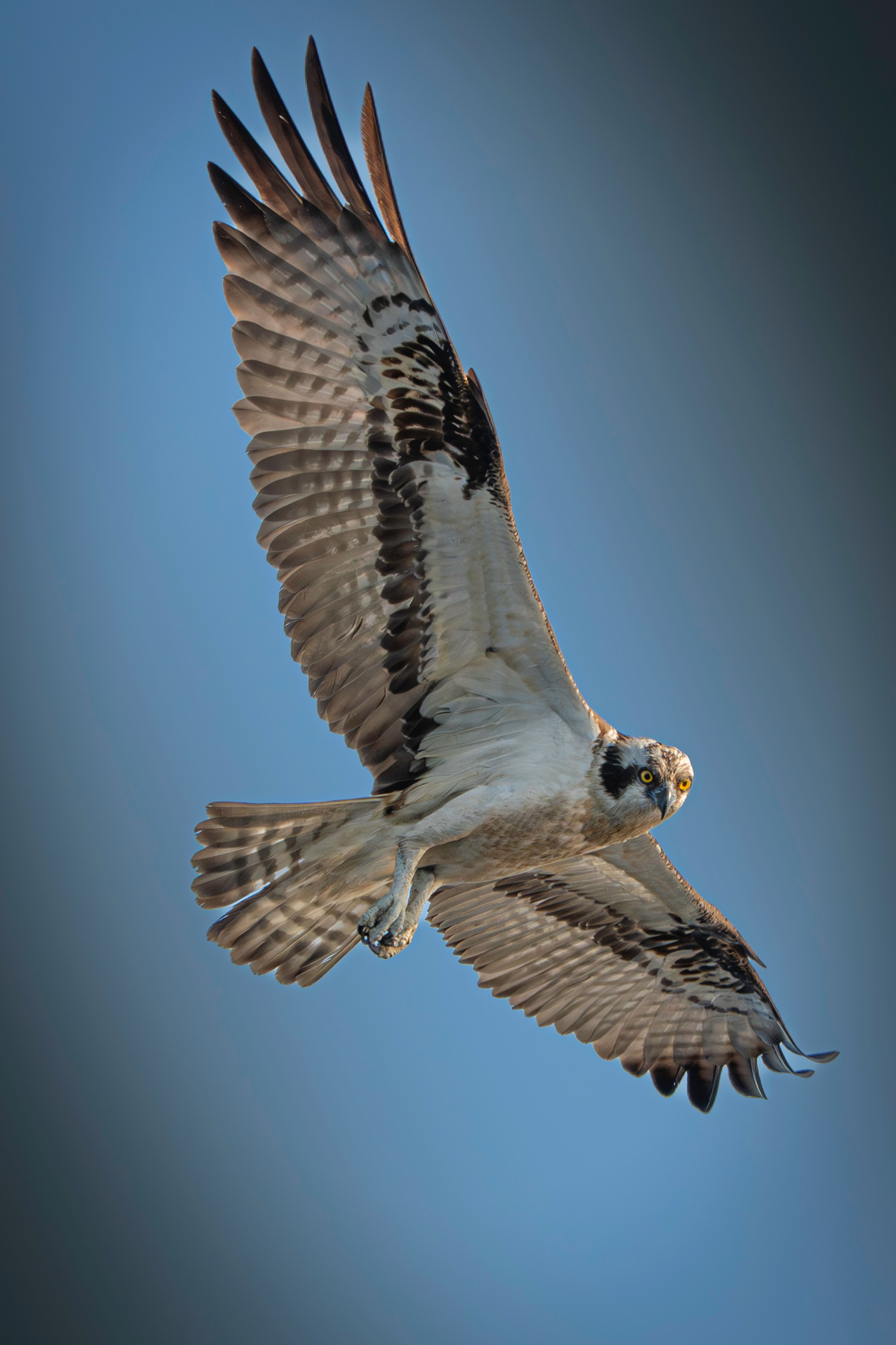 Majestic Osprey Soaring in Clear Blue Sky · Free Stock Photo
