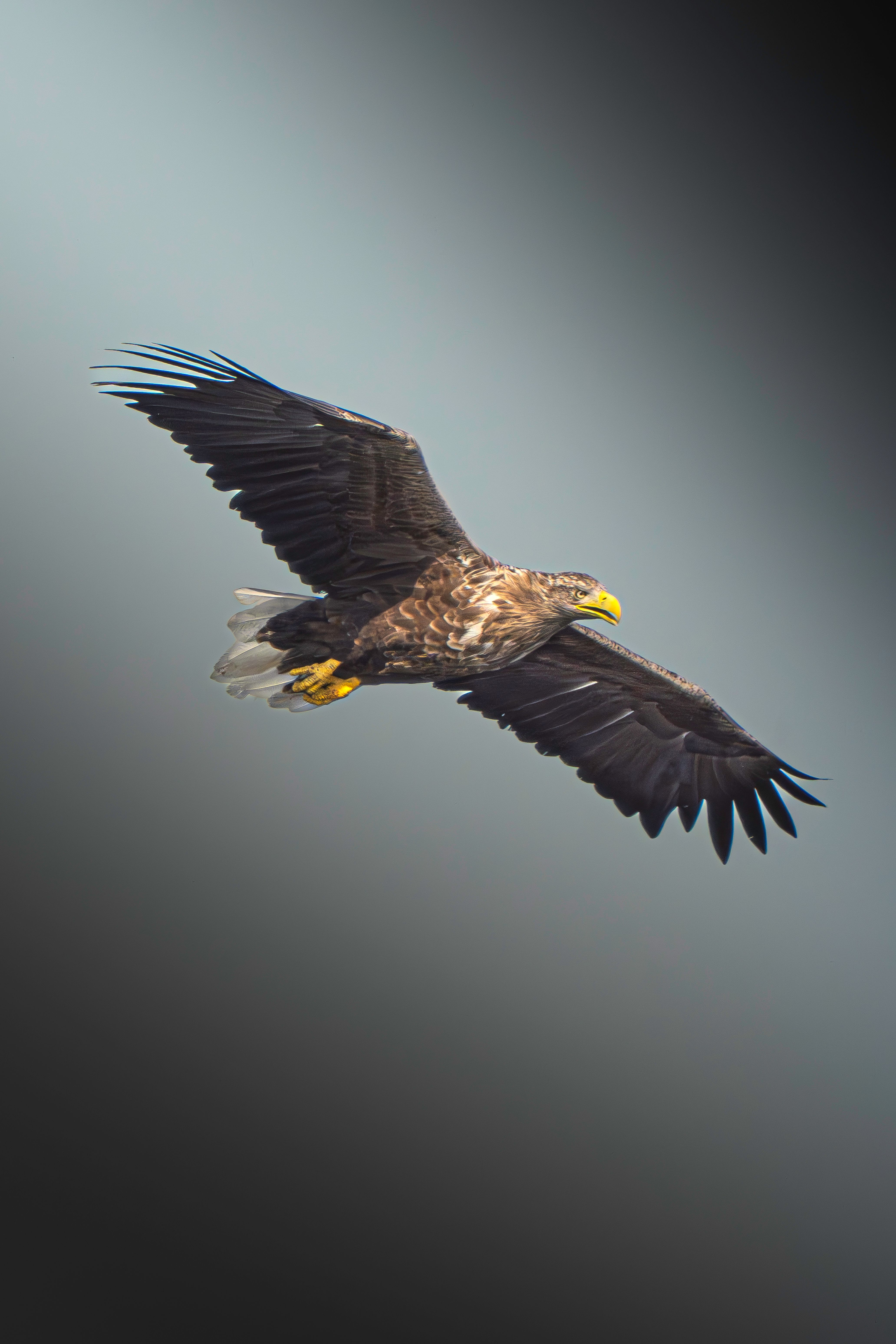 A stunning white-tailed eagle effortlessly glides through the sky, showcasing its powerful wingspan.