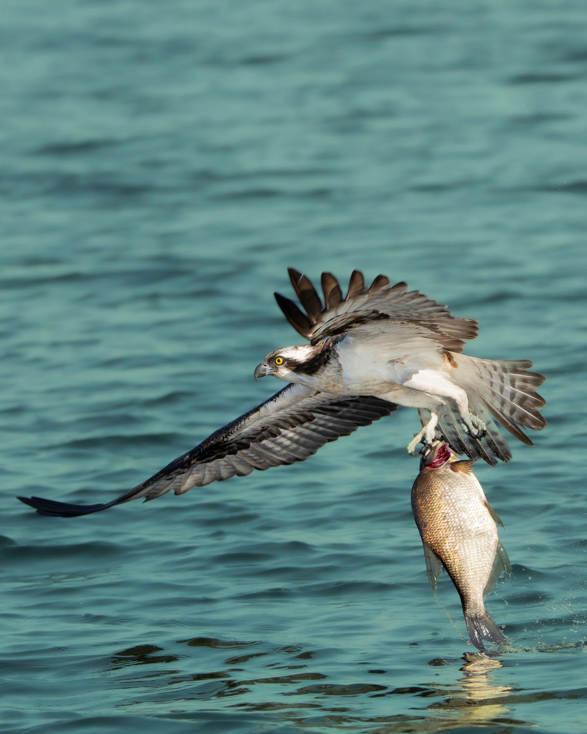 Flying Fish Photos, Download The BEST Free Flying Fish Stock Photos ...