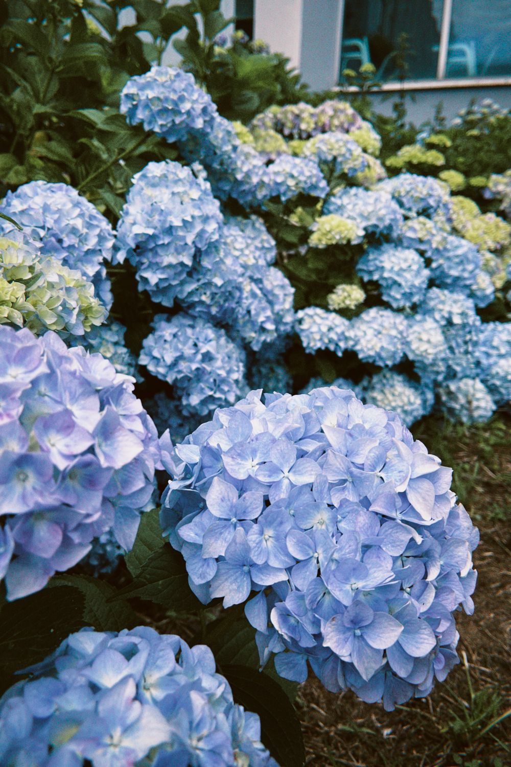 Hortensias azules en un jardín de Bilbao cuidado por jardineros profesionales