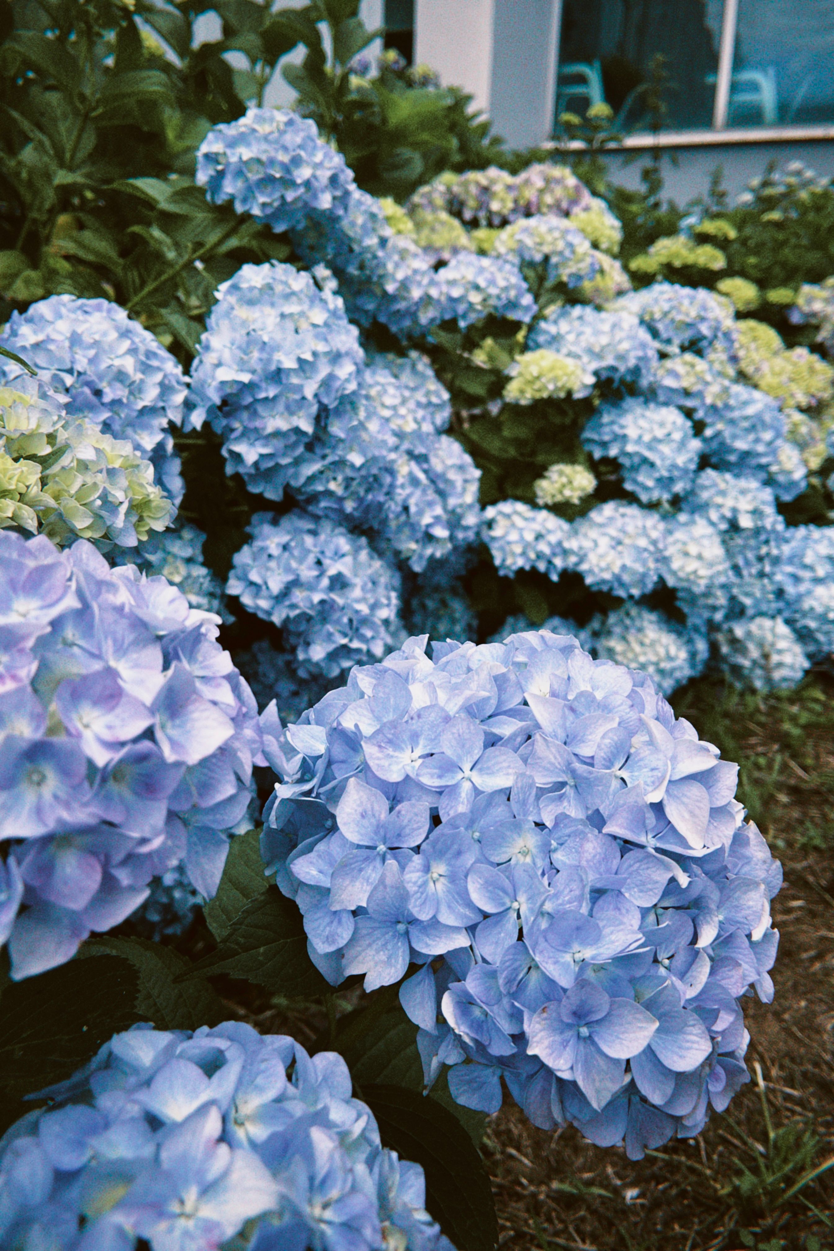 Lush Blue Hydrangea Blossoms in Garden Setting · Free Stock Photo