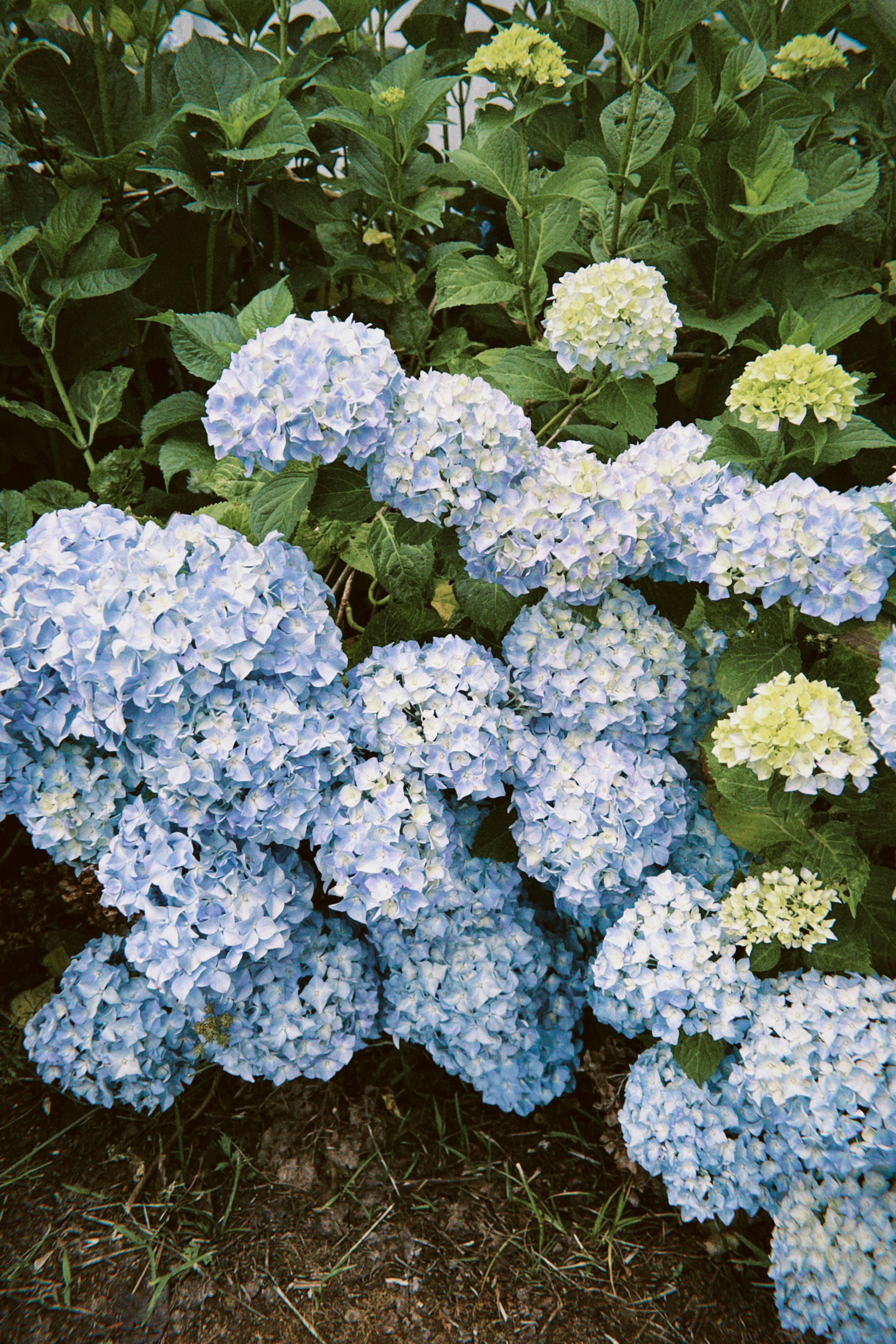 [ColoSach]-captivating-view-of-blue-hydrangea-flowers-in-a-lush-garden,-showcasing-natural-beauty.