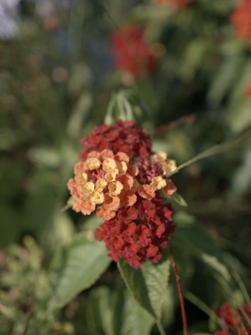 Free stock photo of color, flower, nature Stock Photo