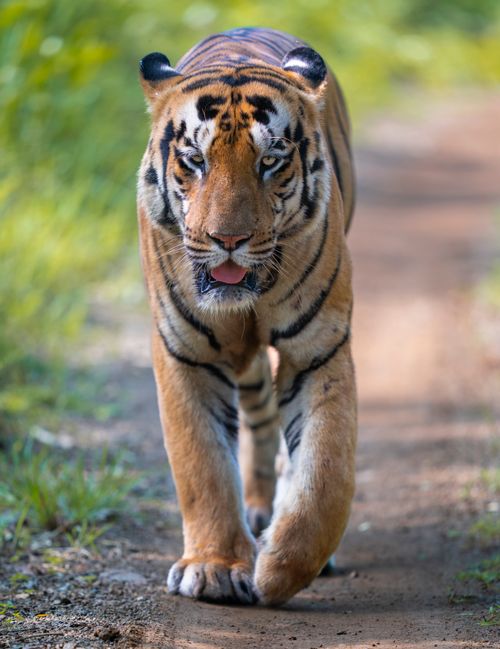 Free Close-up of a Bengal tiger walking on a jungle path in Maharashtra, India. Stock Photo