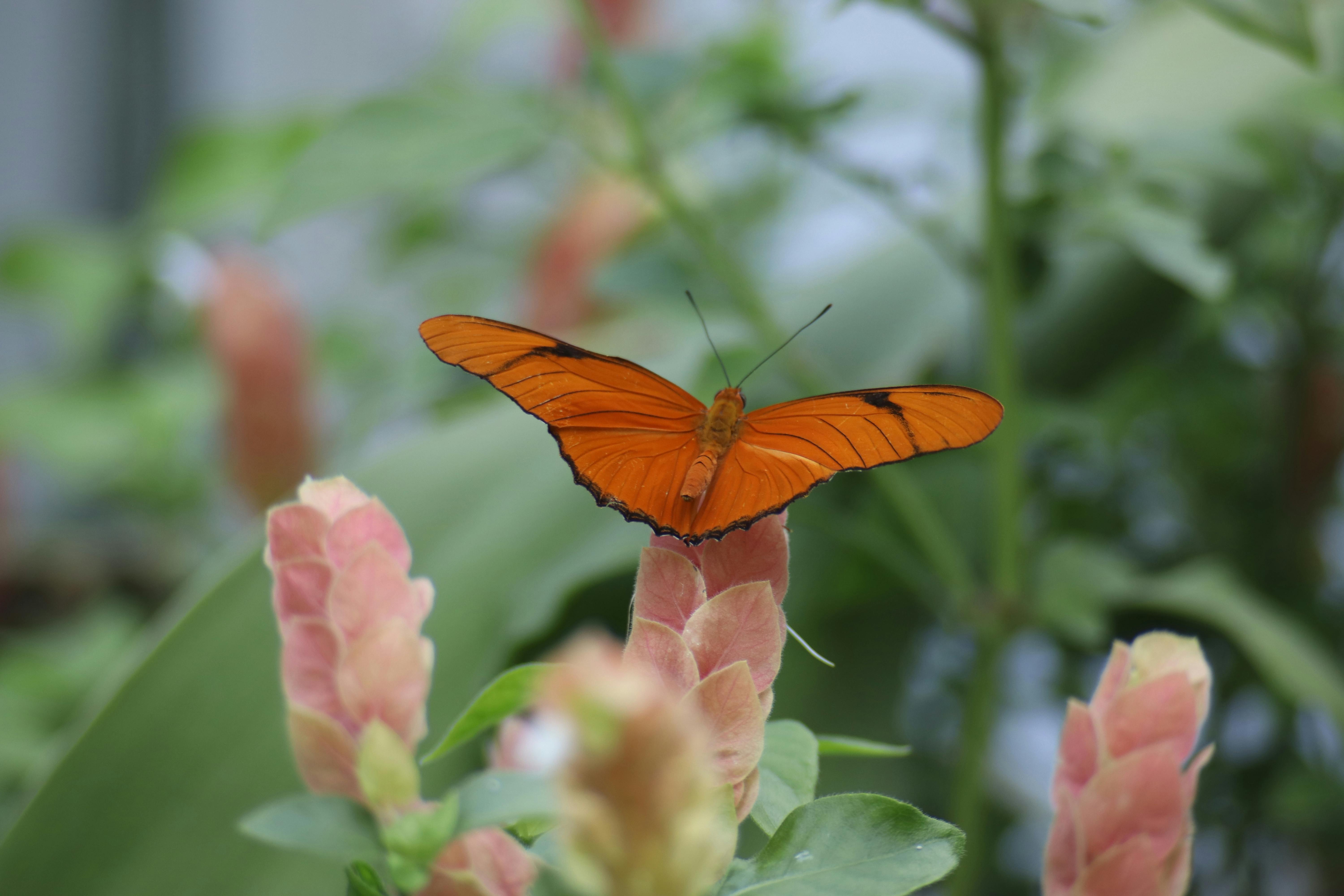 A vivid orange butterfly perched on a pink flower with lush greenery in the background.