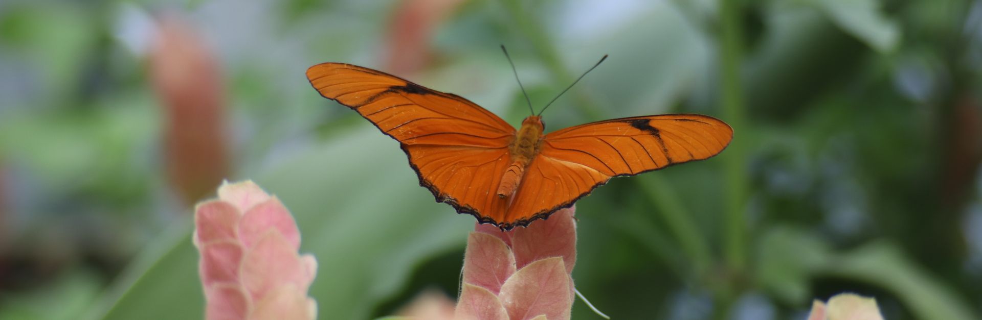 A vivid orange butterfly perched on a pink flower with lush greenery in the background.