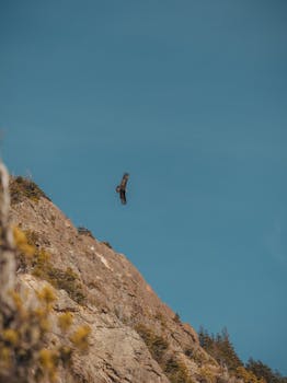 Majestic eagle flying above rugged cliffs in Bariloche, Argentina.