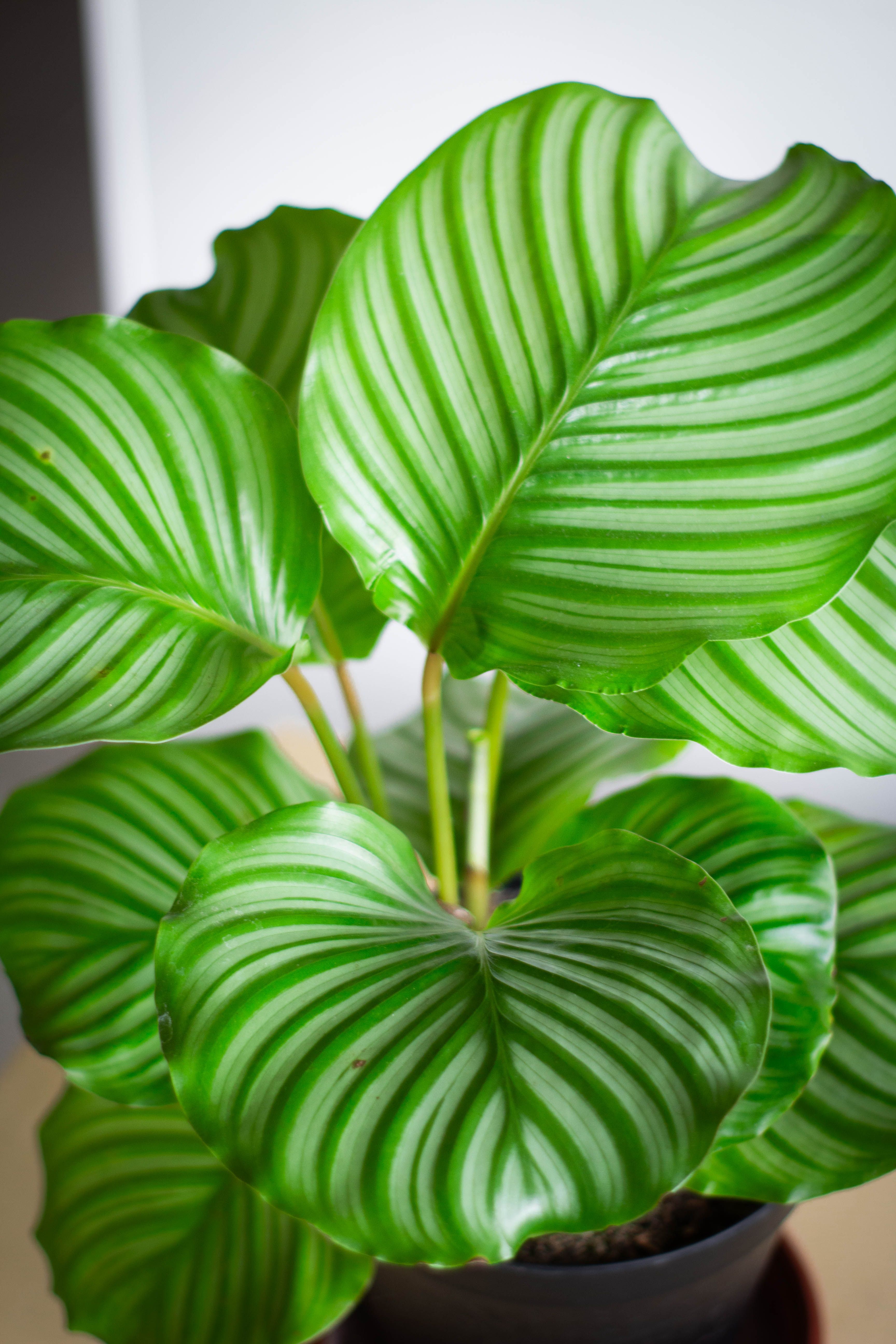 grátis Close vibrante da planta Calathea Orbifolia exibindo suas folhas verdes exuberantes em ambientes internos. Foto profissional