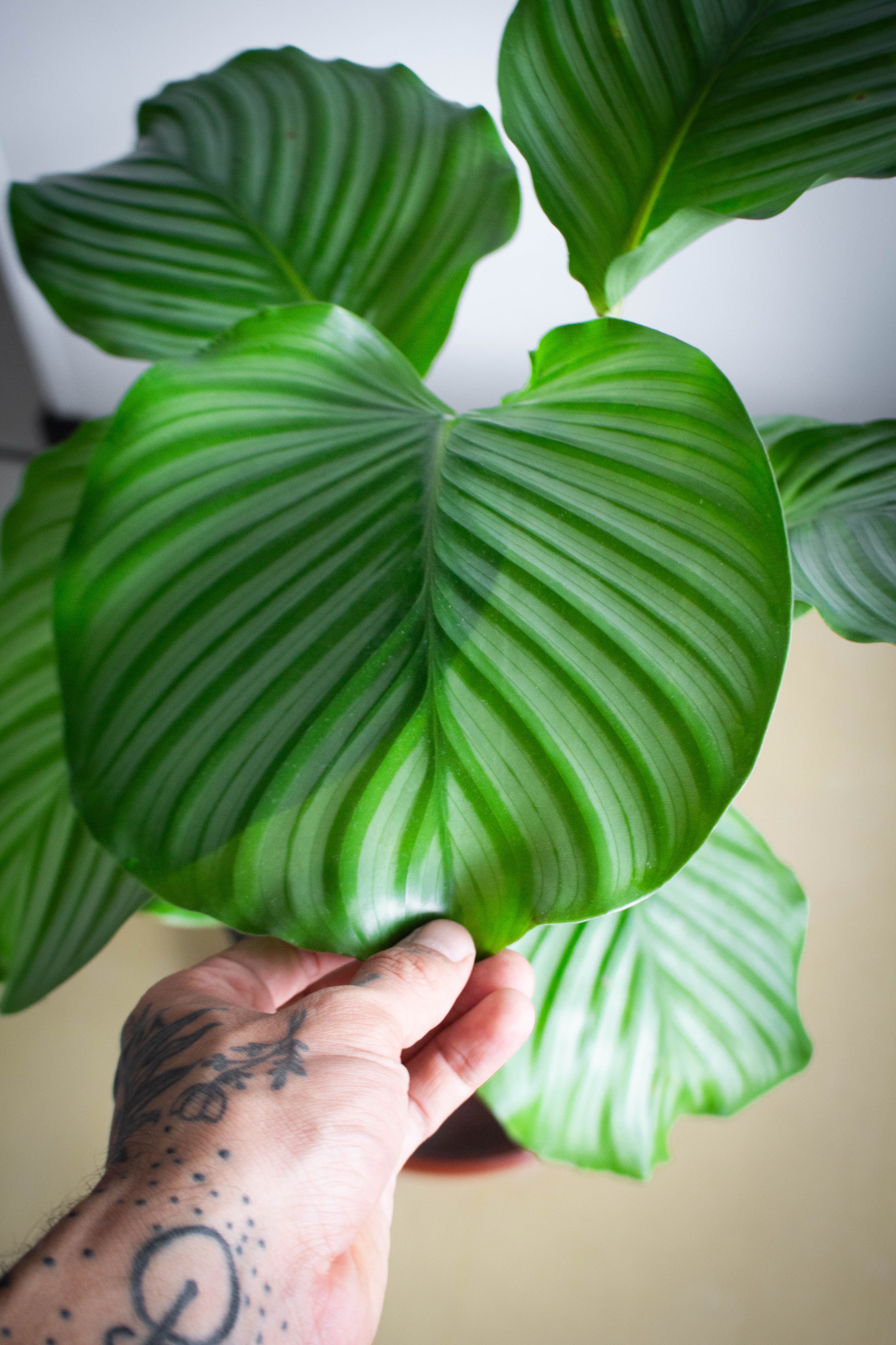 grátis Calathea Orbifolia Foto profissional
