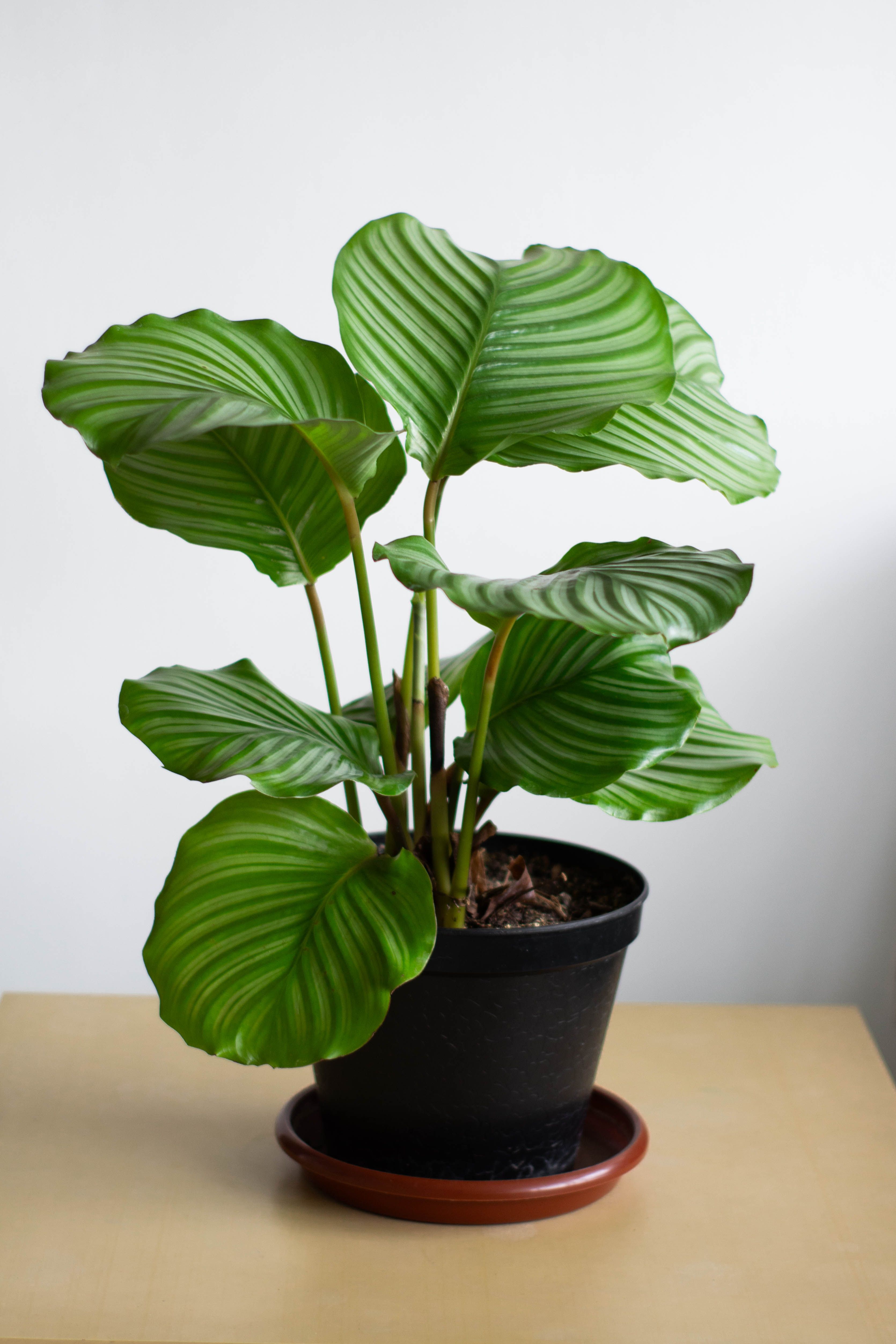 grátis Calathea orbifolia, planta de interior em vaso preto com luz natural. Foto profissional