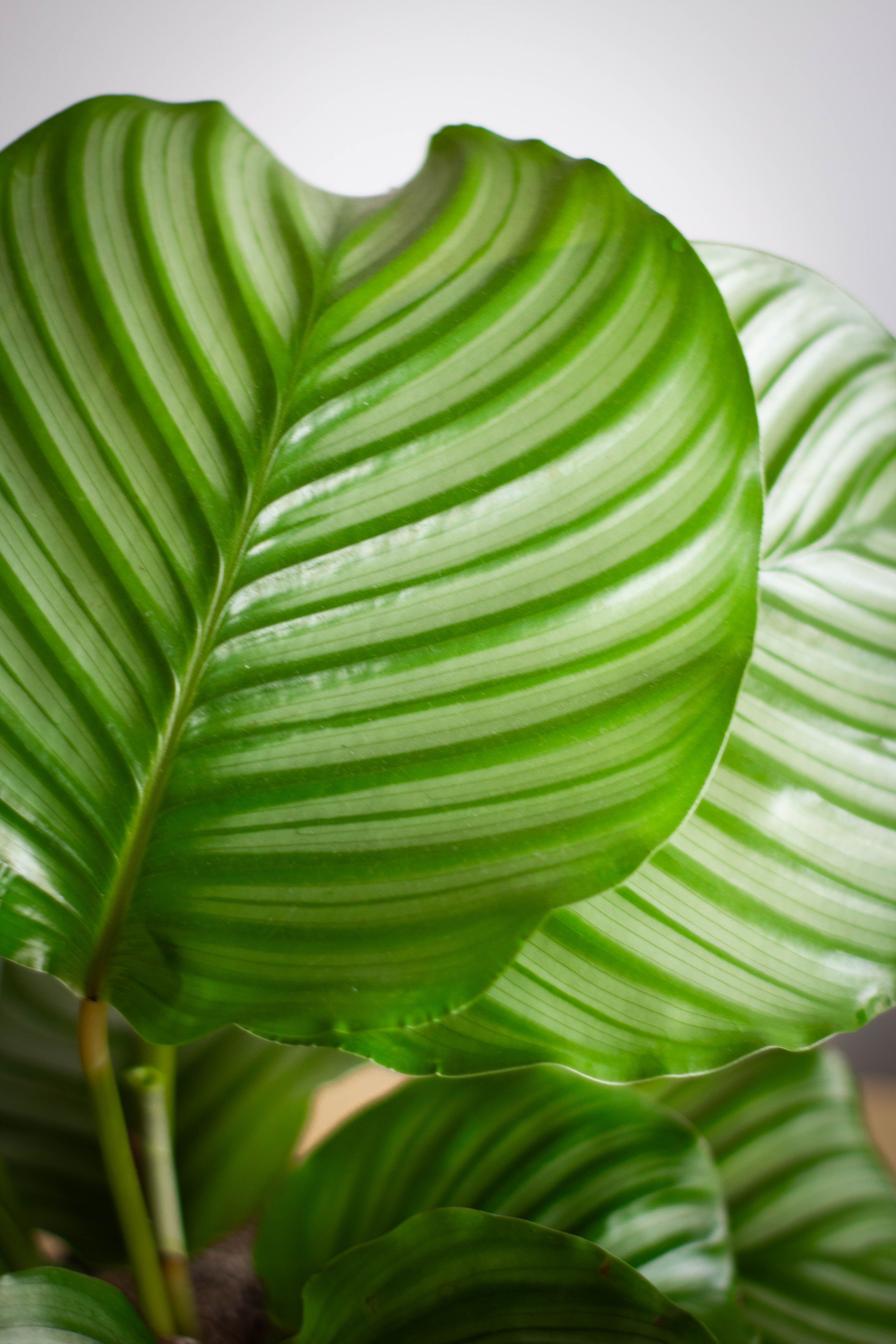 grátis Folhas verdes vibrantes de Calathea Orbifolia com listras naturais em ambientes internos, ideais para entusiastas de plantas. Foto profissional