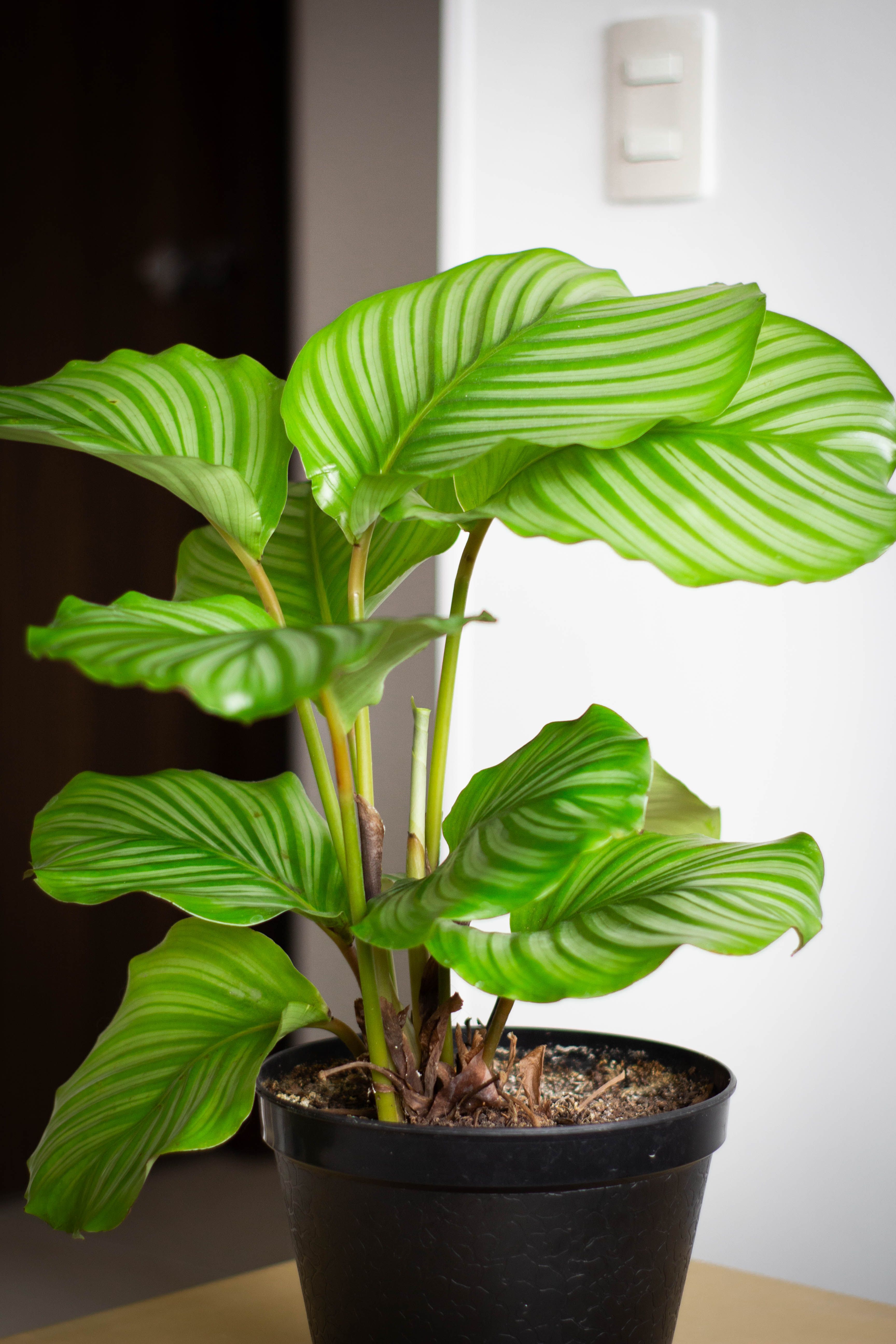 grátis Planta Calathea orbifolia exuberante e vibrante em um vaso, perfeita para decoração de interiores e para amantes de plantas tropicais. Foto profissional
