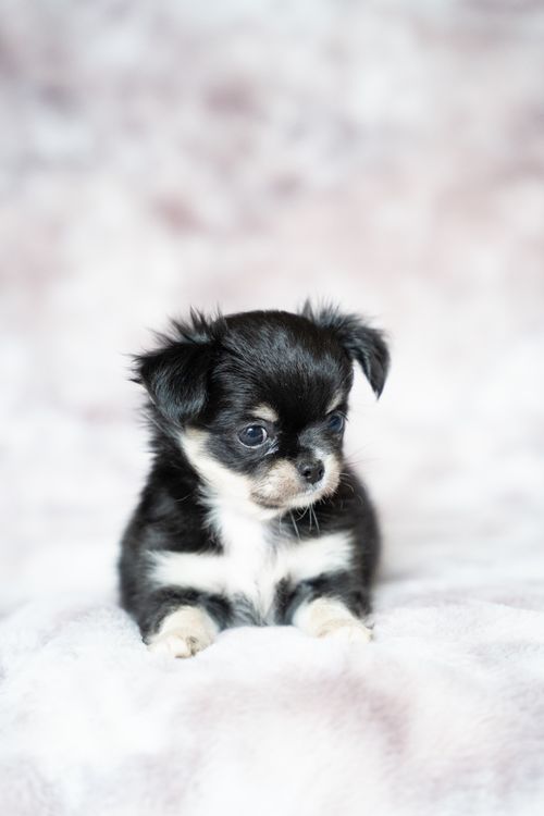 Free Charming portrait of a black and white chihuahua puppy with a soft background. Stock Photo