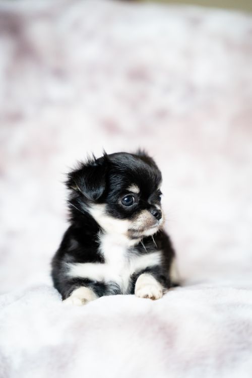 Free Cute Chihuahua puppy with black and white fur on a cozy blanket, looking off to the side. Stock Photo