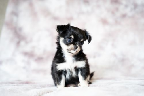 Free Cute black and white Chihuahua puppy sitting on a soft, fluffy blanket indoors. Stock Photo