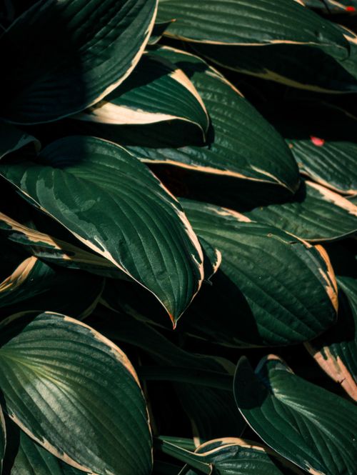 Free Close-up of lush green hosta leaves with natural lighting in Kingston, Ontario's summer. Stock Photo