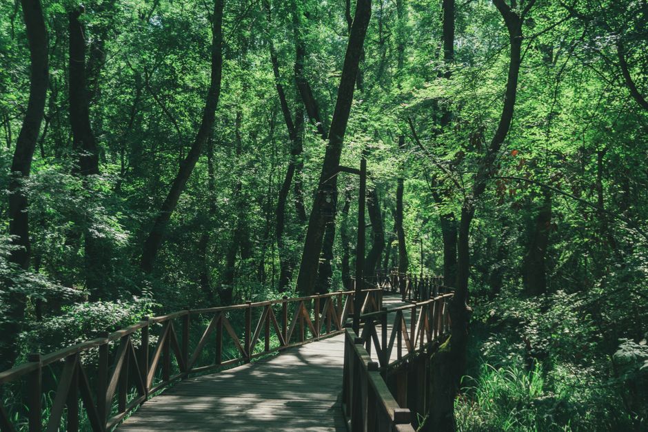 Todoroki Valley - forested walk