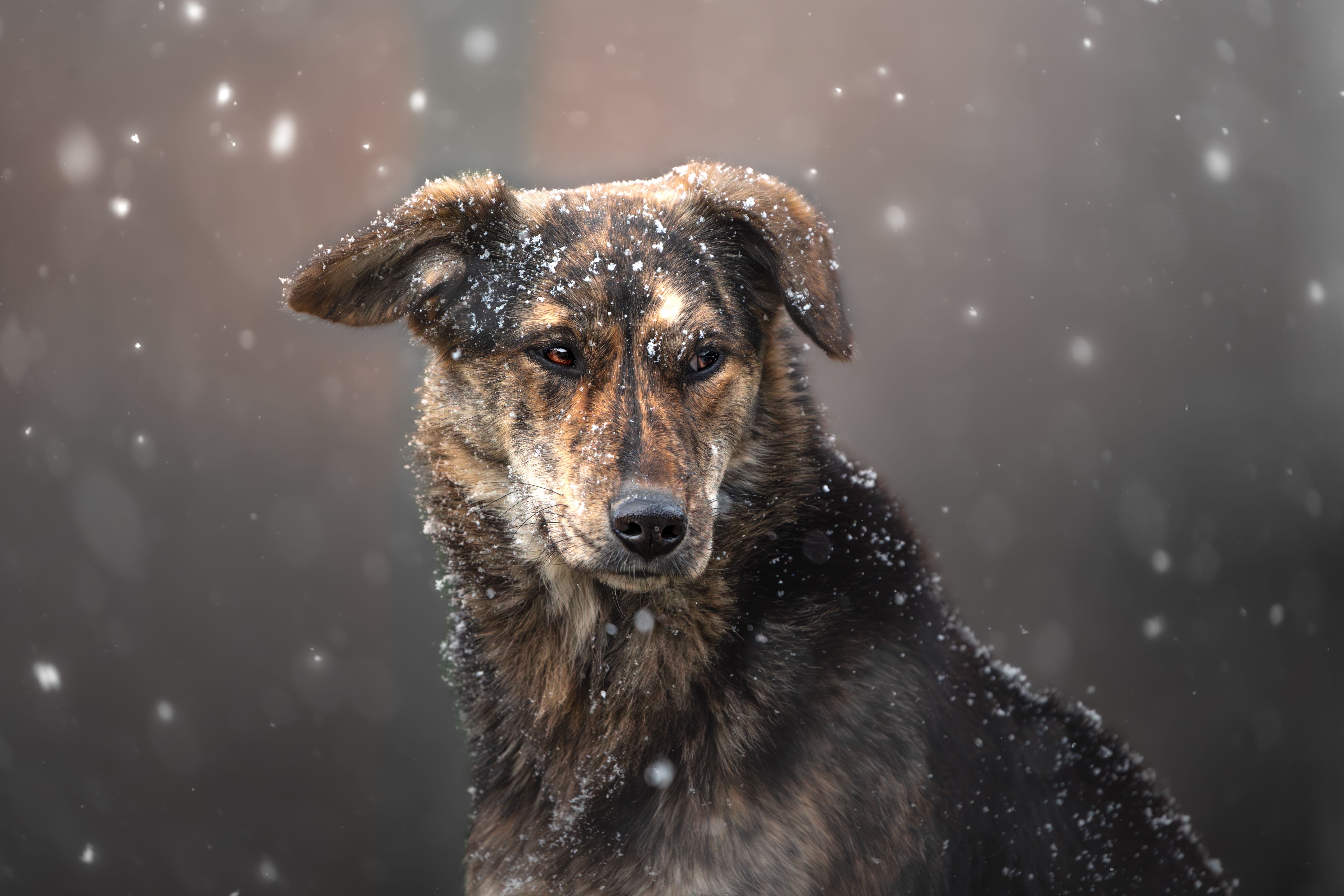 Tag des Hundes (USA)