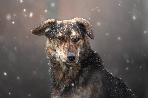 How to Keep Your Pets Safe During Cold Fronts and Storms