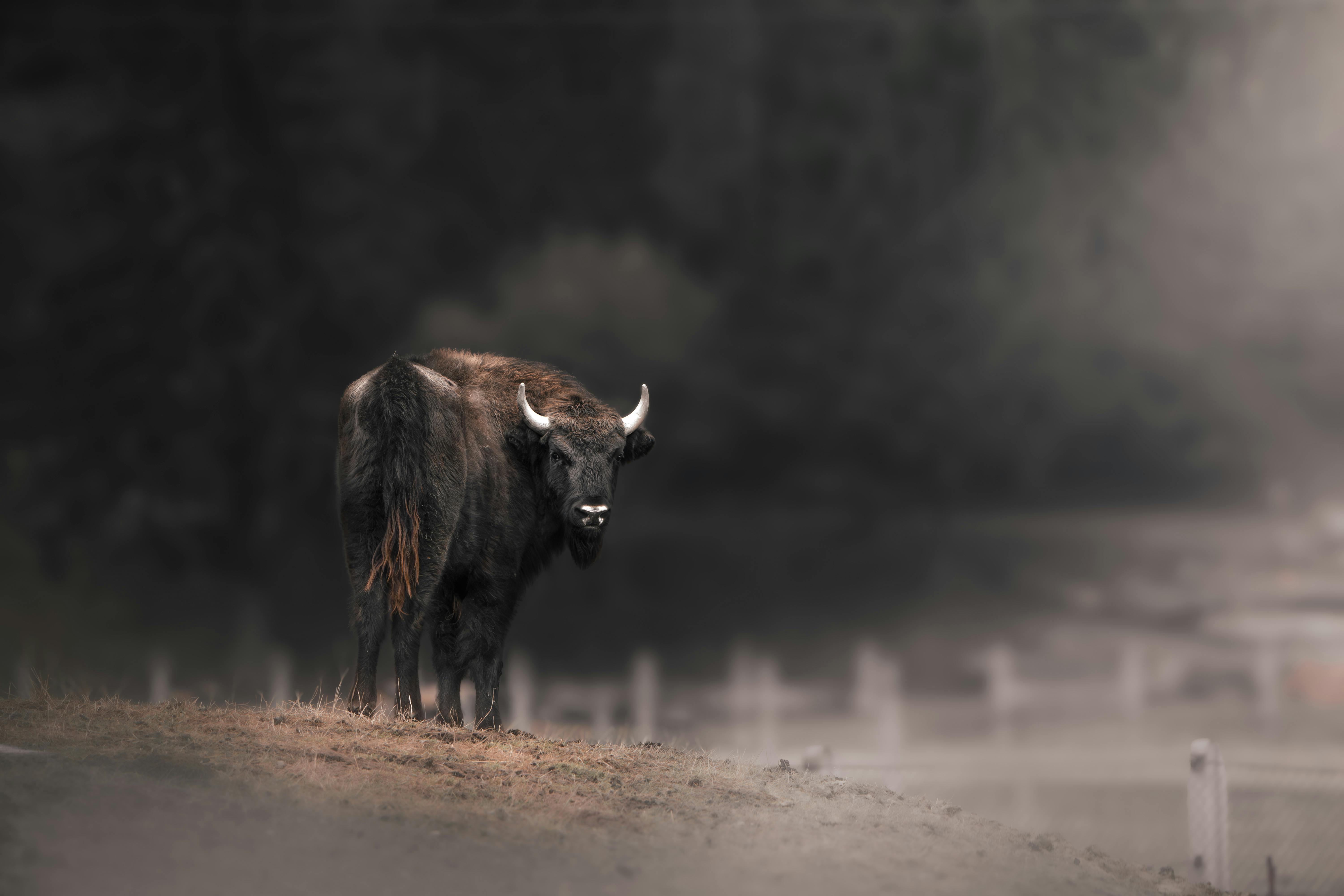 Ghid complet pentru despăgubiri după atacurile animalelor sălbatice – informații esențiale pentru proprietari