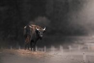 Wild wisent standing in a foggy forest in Târgu Neamț, Romania, showcasing its natural habitat.