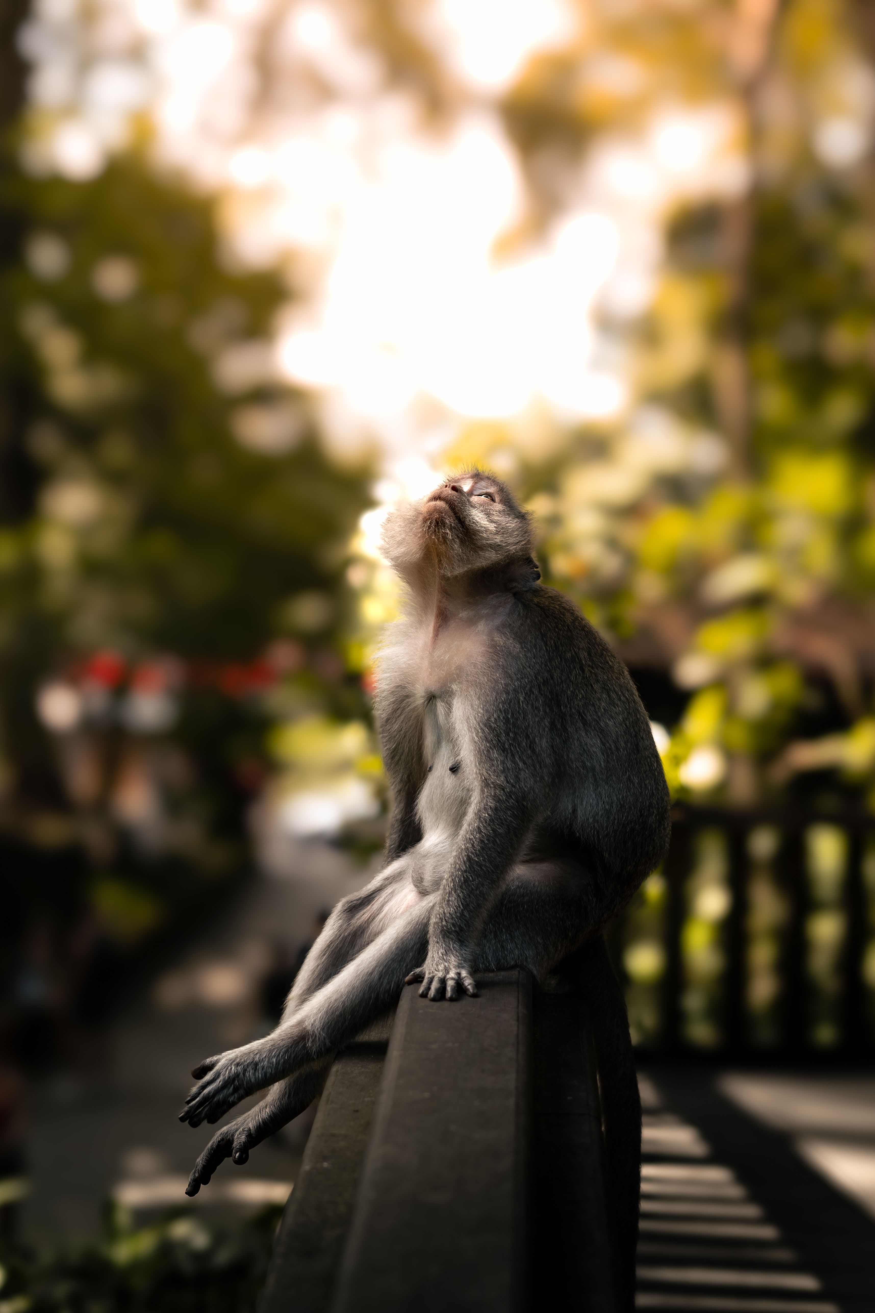 Monkey Thinking Photos Download The Best Free Monkey Thinking Stock