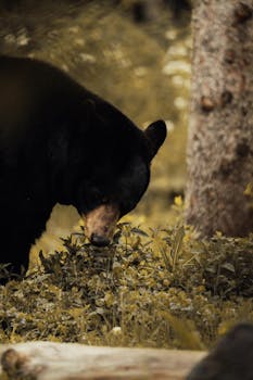 A black bear foraging in a tranquil forest, embodying nature's serene beauty.
