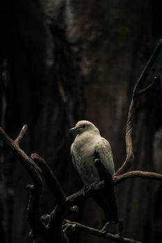 A striking white bird perched on a twisted branch against a dark background.