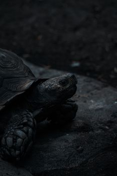 A dramatic close-up of a tortoise resting on a rock with a dark, moody background.