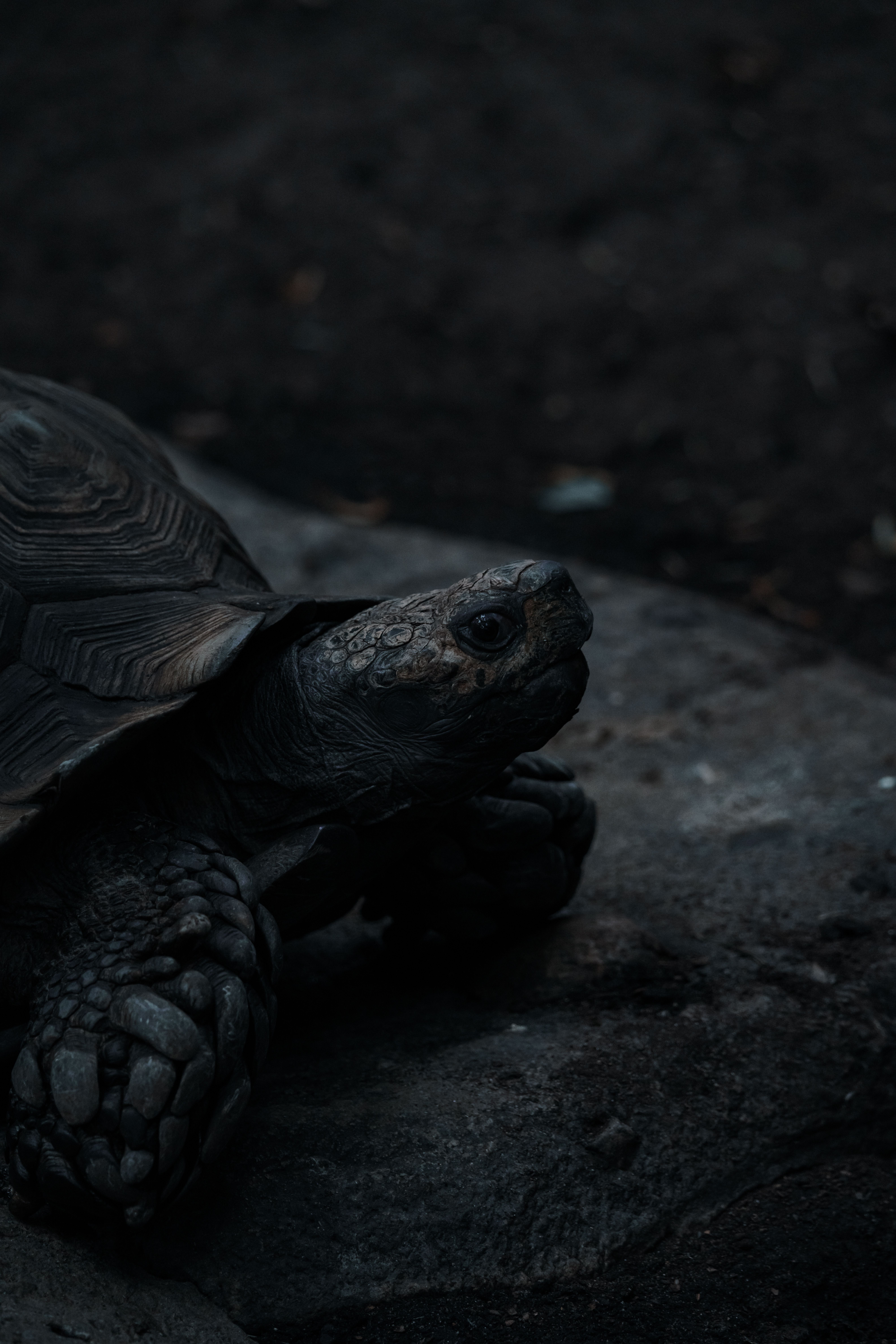 Tortois Laptop Wallpaper Photos, Download The BEST Free Tortois Laptop ...