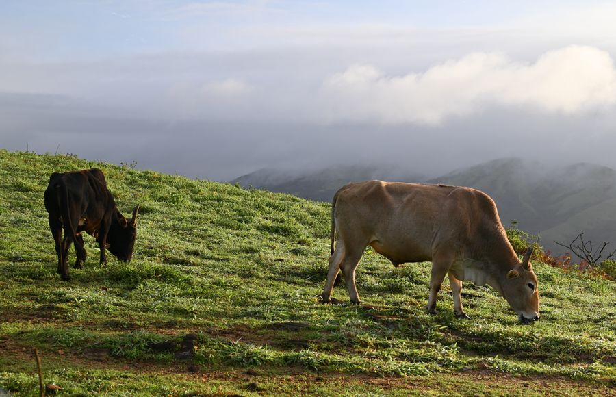 Cows grazing on a lush hilltop