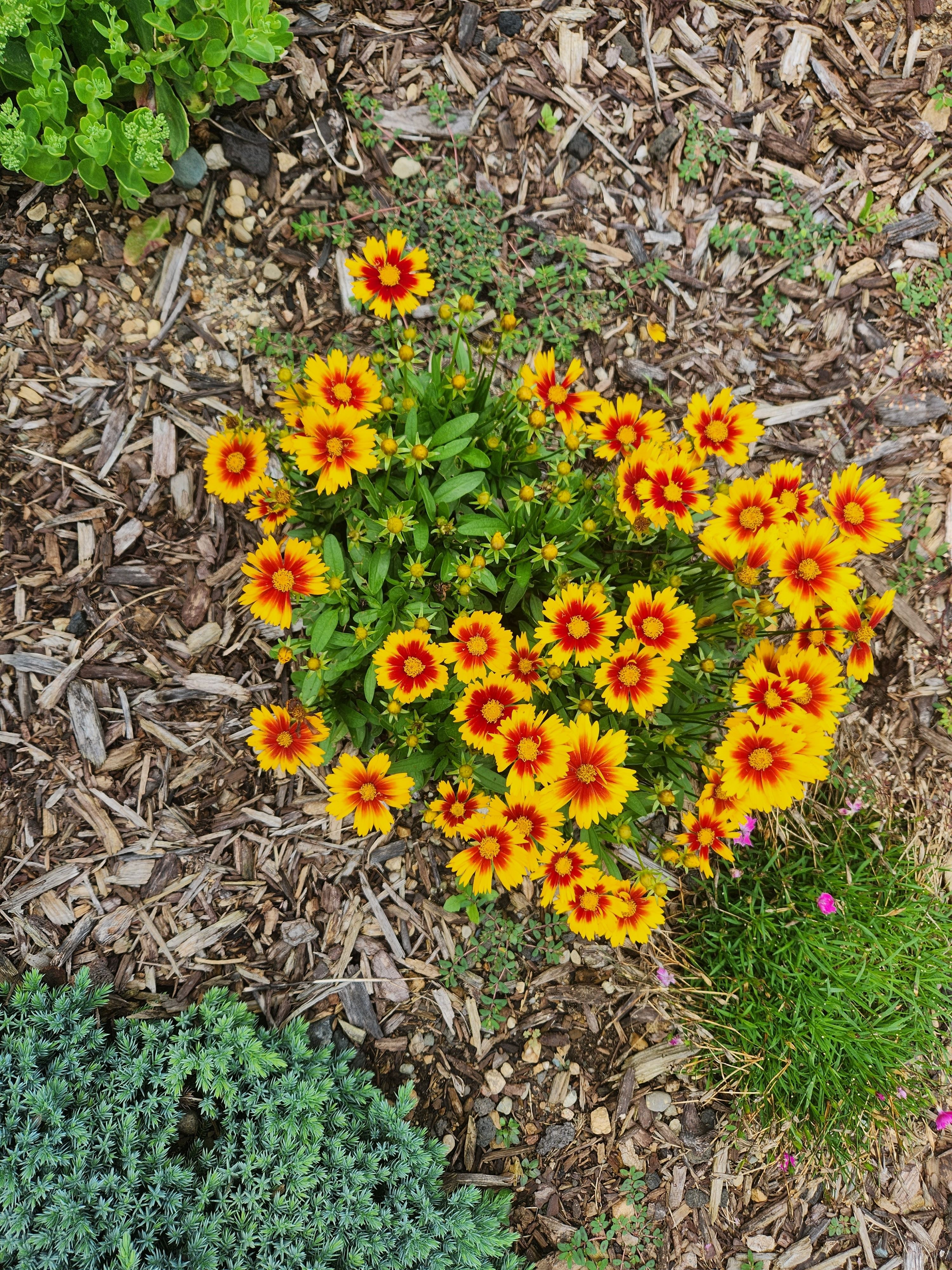 randy_garden_mulched_perennials