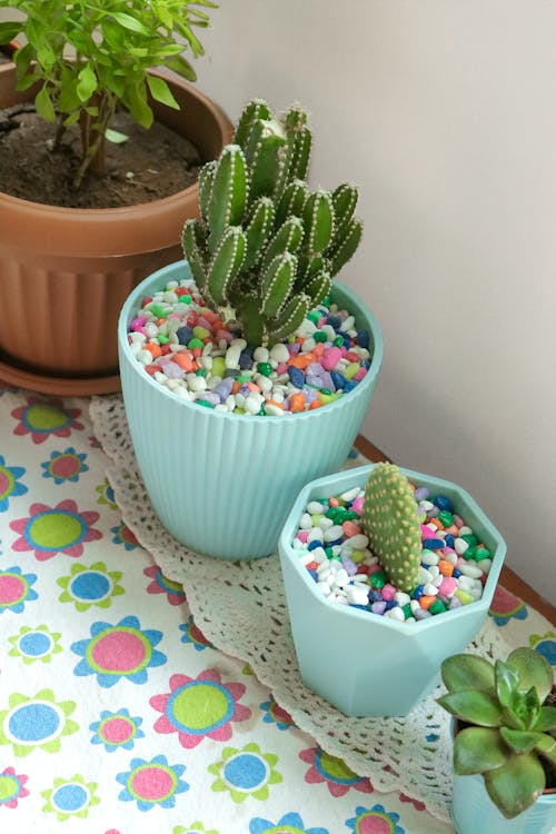 Free stock photo of cactus, desk, flowers