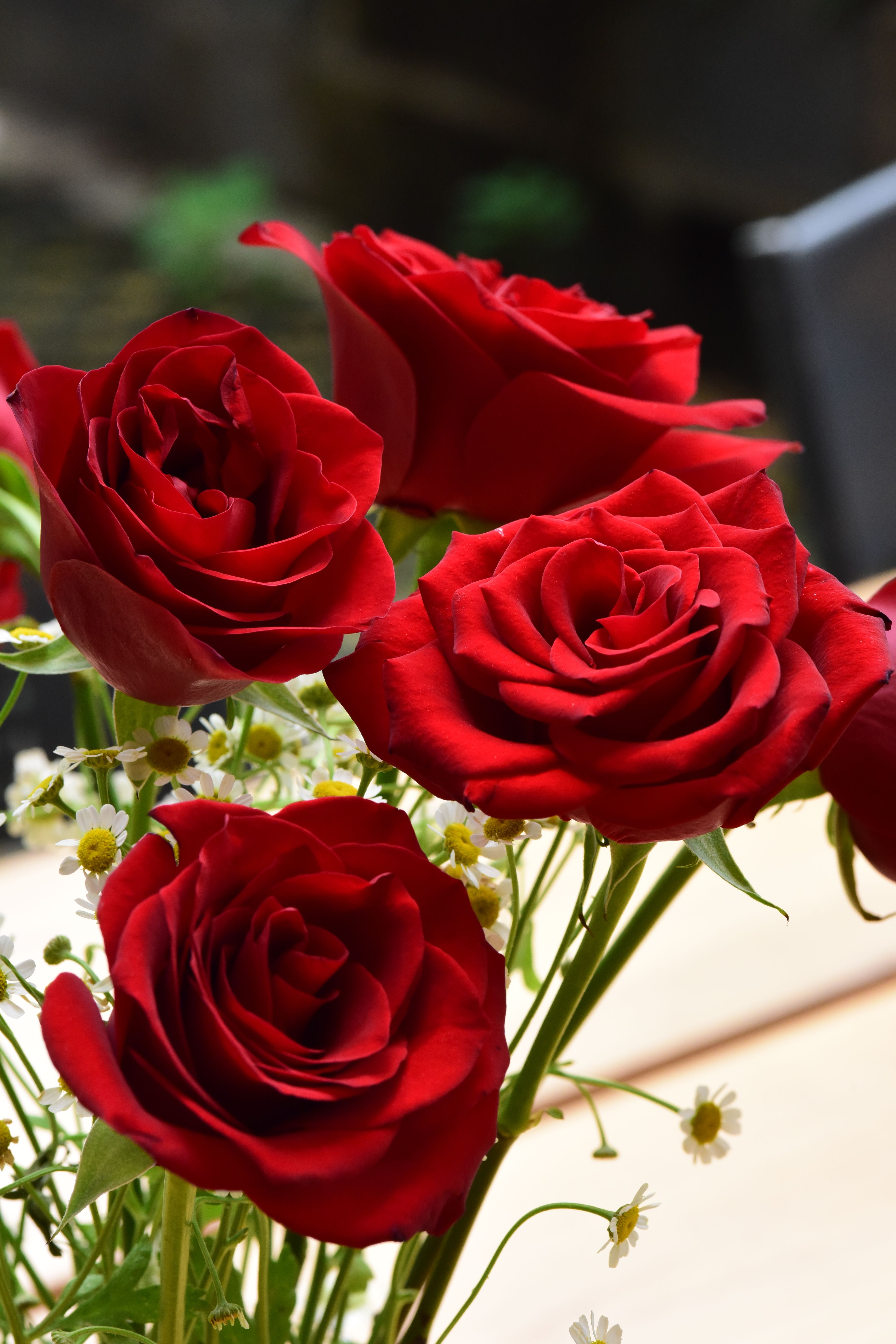 [ColoSach]-a-beautiful-bouquet-of-vibrant-red-roses-complemented-by-delicate-daisies.