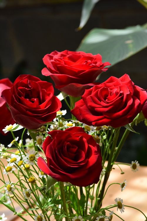 Free A stunning arrangement of vibrant red roses with delicate daisies, captured in natural light. Stock Photo