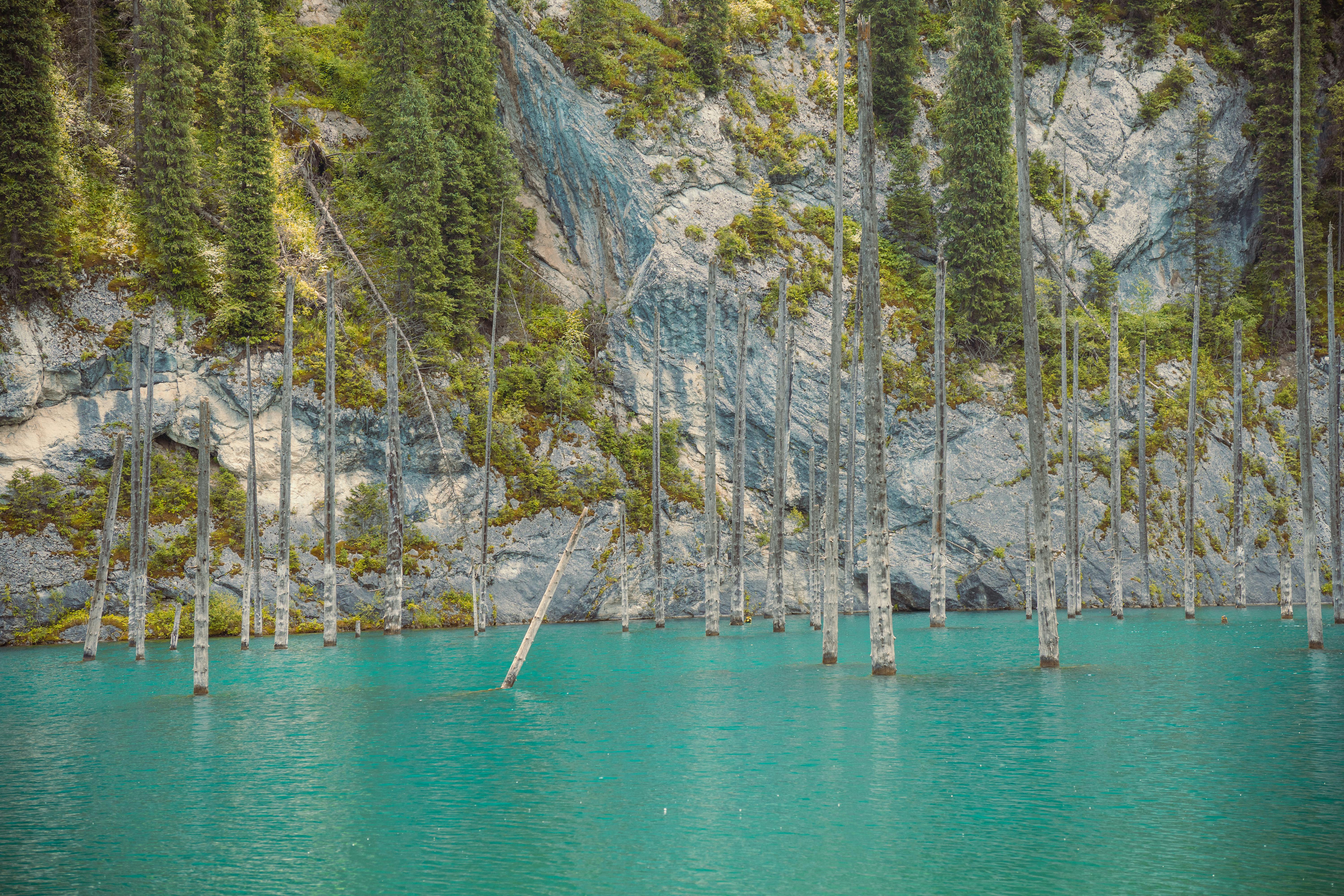 Submerged forest in Kaindy Lake