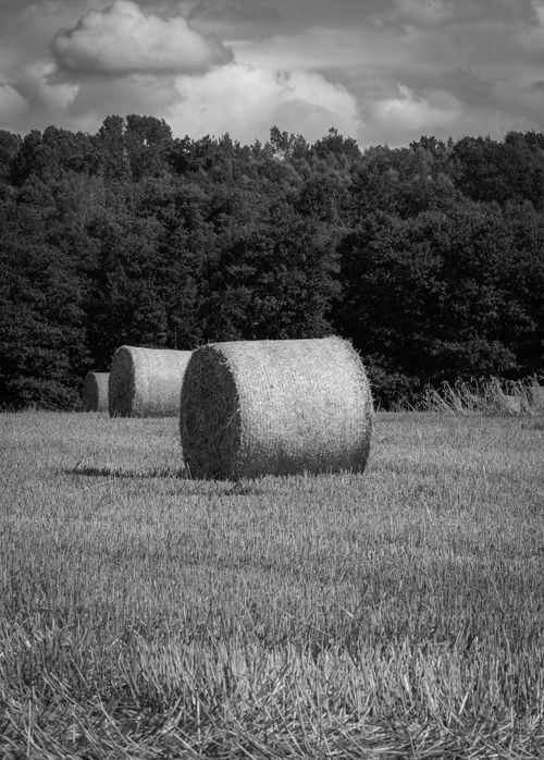 Free Monochrome image of hay bales in a field with forest background. Stock Photo
